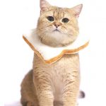 bread cat cat costume