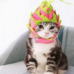 dragon fruit cat costume