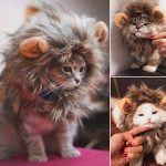 lion cat costume 1