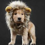 lion dog costume