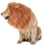 lion mane dog costume