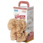 mushroom kit