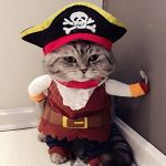 pirate cat costume 1