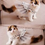 tutu cat costume